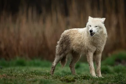 White wolf in the forest Foto stock
