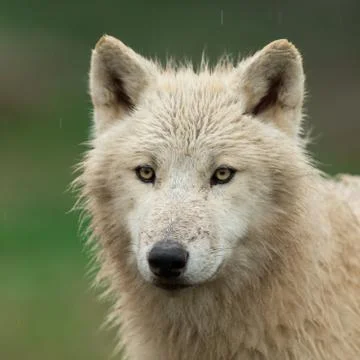 White wolf in the forest Stock Photos