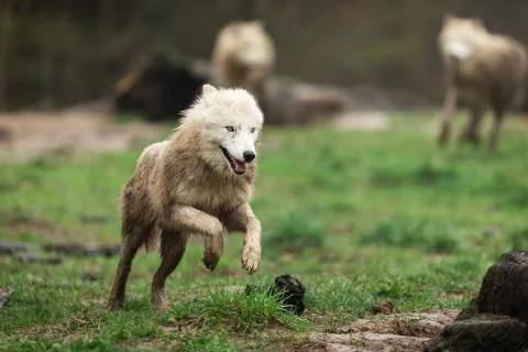 White wolf in the forest Foto stock