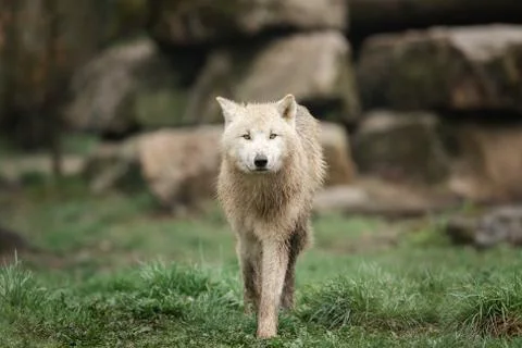 White wolf in the forest Foto stock
