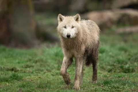 White wolf in the forest Stock Photos