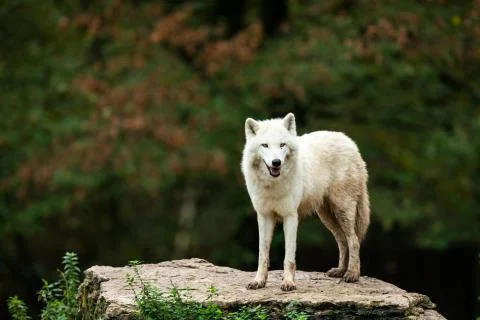 White wolf in the forest Stock Photos