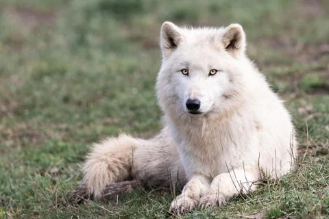 White wolf in the forest Stock Photos