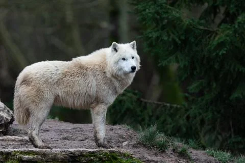 White wolf in the forest Stock Photos