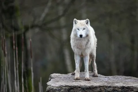 White wolf in the forest Foto stock