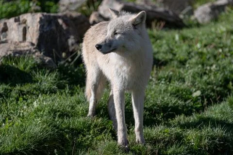White wolf in the forest Stock Photos