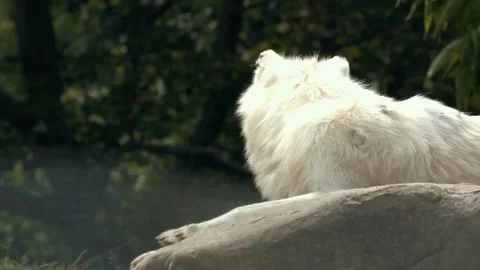 White Wolf Howling and White Lion Resting Close-Up Stock Footage 342573497