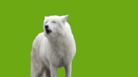 White Wolf howls - green screen Stock Footage