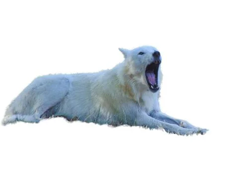 White wolf isolated on white background 库存照片