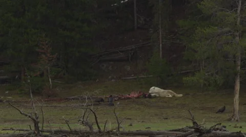White wolf lies next to bison carcass and feeds with ravens in rain Video stock 63385280