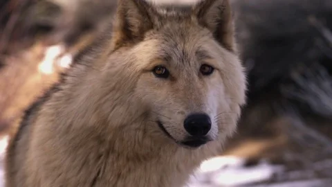 White Wolf Looking Slow Motion 01 Stock Footage 71934261