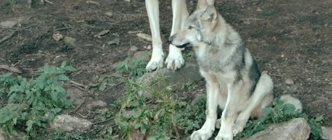 White wolf looking upwards in pack Stock Footage 168329149