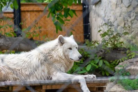 A white wolf is lying in a cage, resting.... Stock Photos