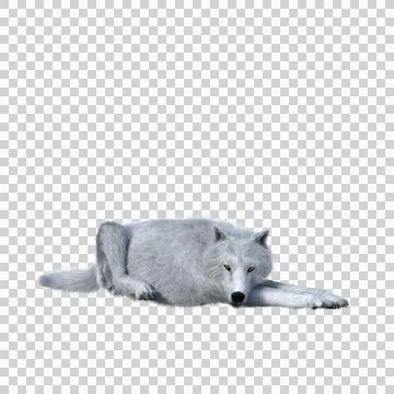 White wolf lying down resting. 3D illustration isolated on transparent backgr Stock Illustration