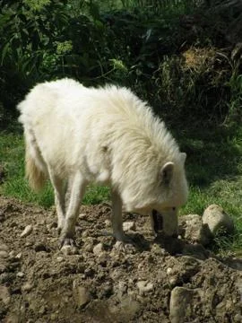 White wolf Foto stock