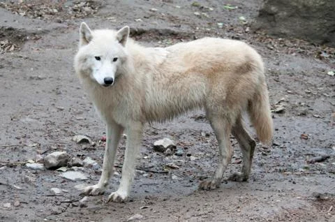 White wolf Stock Photos