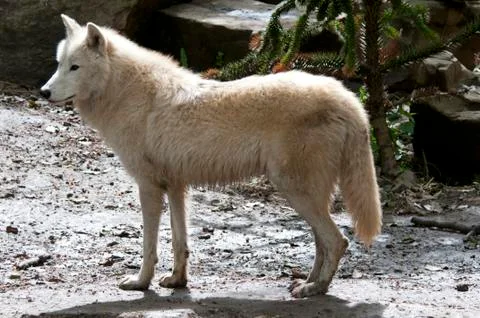 White wolf Stock Photos