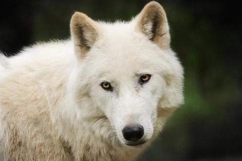 White wolf Stock Photos
