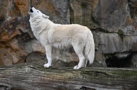 White wolf Stock Photos