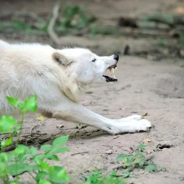 White wolf 写真素材