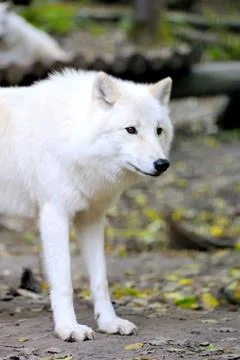 White wolf Stock-Fotos