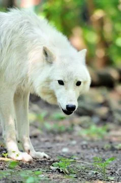 White wolf Stock-Fotos