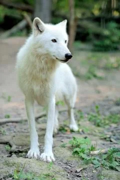 White wolf Foto stock