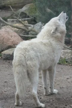 A white wolf Foto stock