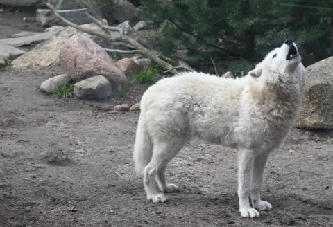 White wolf Stock Photos