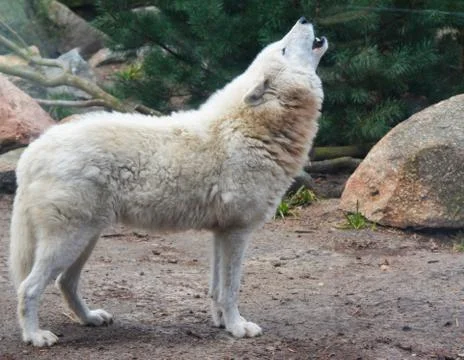 White wolf Stock Photos