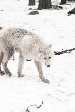 White Wolf Stock Photos