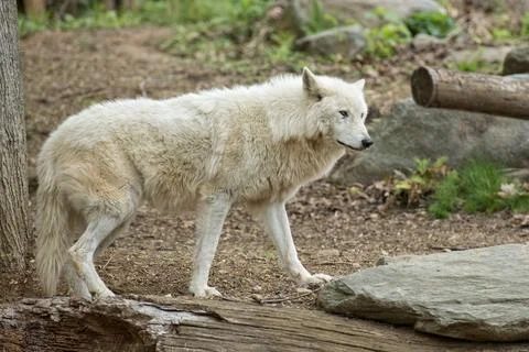 White wolf Stock Photos