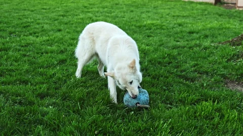 White wolf plays with a blue ball on a green lawn in a backyard during daylight Stock Footage 337888610