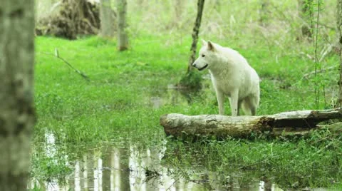 White wolf in a pond Stock Footage 12447813