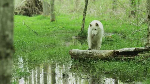 White wolf reflection in a pond Stock Footage 12447825