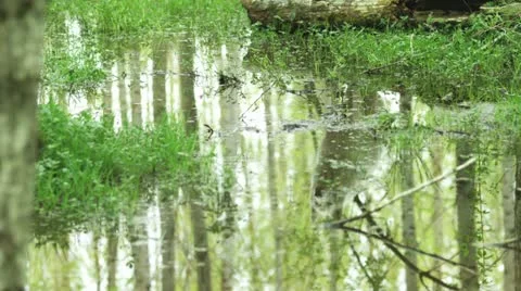White wolf reflection in a pond Stock Footage 12447832