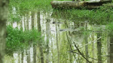 White wolf reflection in a pond Stock Footage 12447858