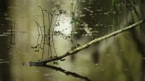 White wolf reflection in a pond Stock Footage 12447914