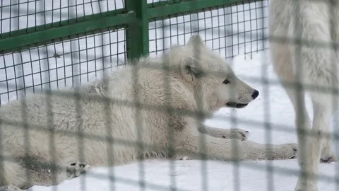 White wolf resting on the snow in the cage Stock Footage 73326852