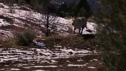 White Wolf Running Slow Motion 02 Stock Footage 71438510