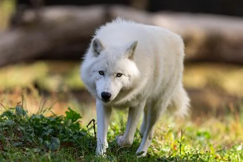 A white wolf runs in the forest Stock Photos