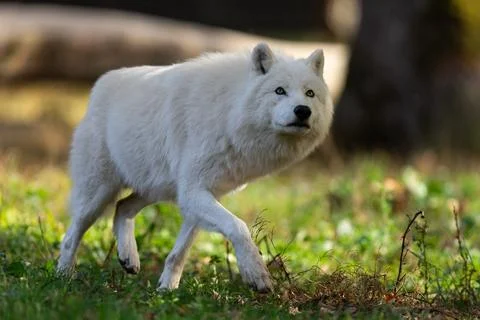 A white wolf runs in the forest Stock Photos