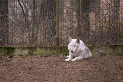 White wolf sitting in a cage, the Riga Zoo Stock Photos