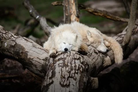 White wolf sleeping on the tree Foto stock
