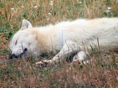 A white wolf is sleeping at zoo Stock Photos