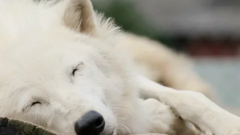 White wolf sleeps lying close up Stock Footage 171073814