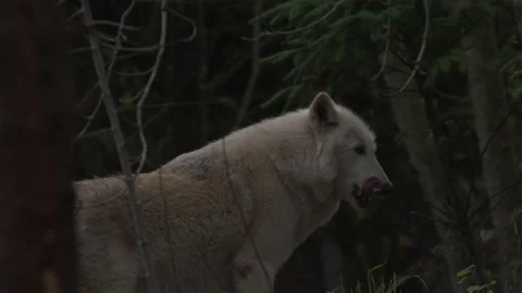 White wolf slow motion Stock Footage 165303371