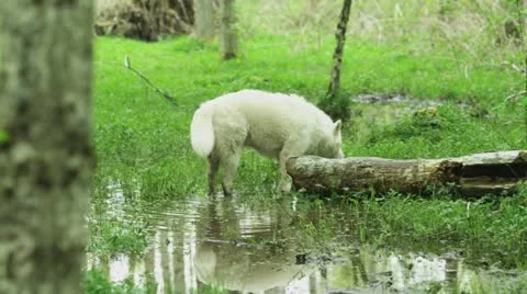 White wolf sniffing the ground Stock Footage 12447881