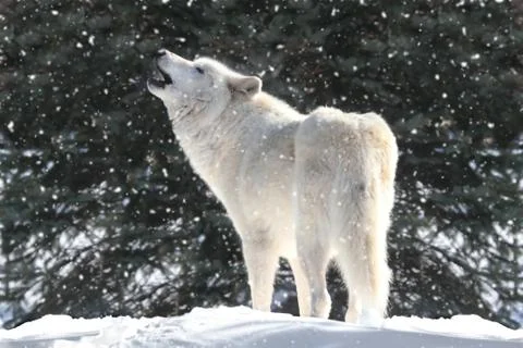 White wolf in snow Stock Photos