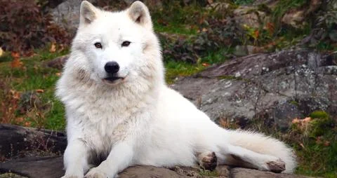 White wolf in the snow Stock Photos